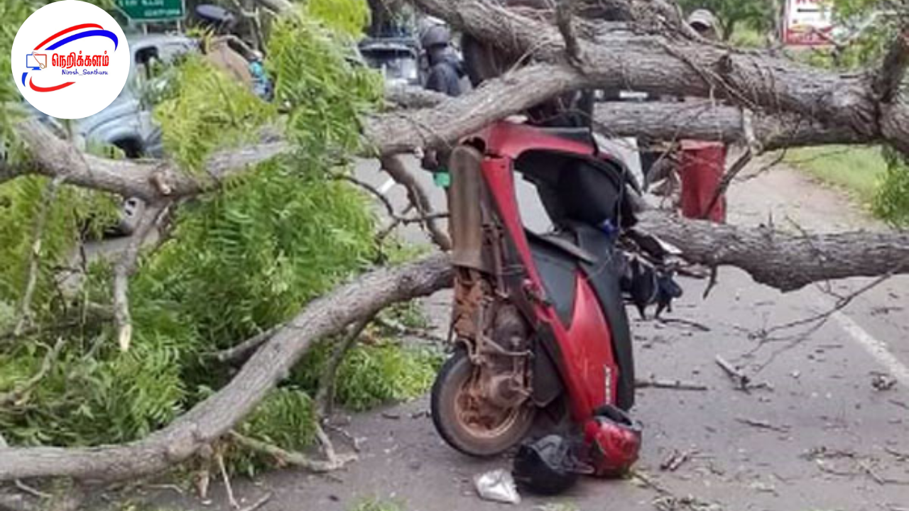 மாவனெல்லை-ரம்புக்கனை சாலையில் மரம் முறிந்து விழுந்ததில் முச்சக்கர வண்டி சிக்கியது