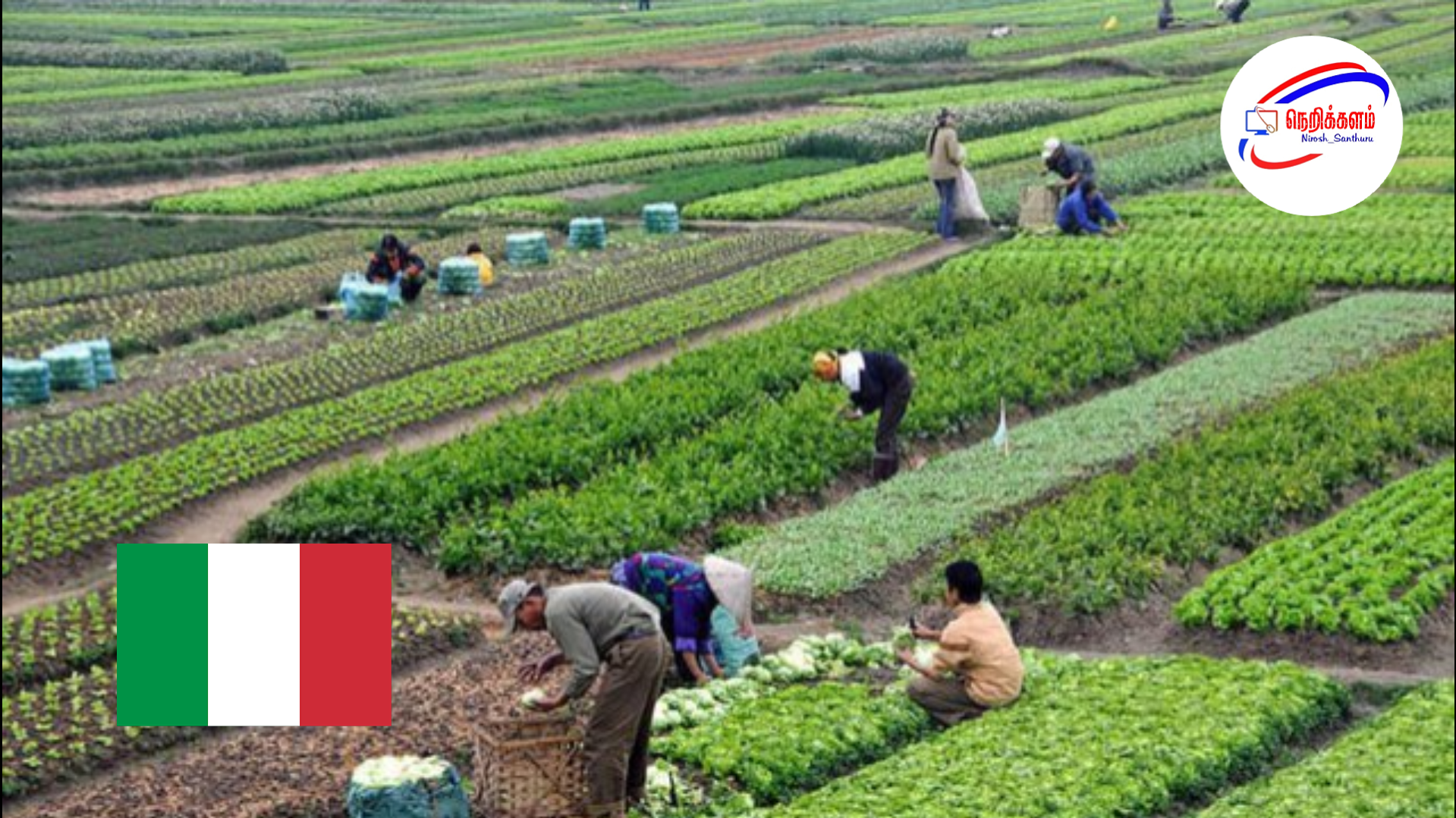 இத்தாலி – 2026ம் ஆண்டுக்கான விவசாய பருவத் தொழிலாளர் ‘க்ளிக் டே’ – 30,000 இடங்கள் ஒரே நாளில் நிரம்பின